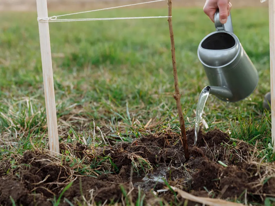 Watering in a newly planted, staked young tree