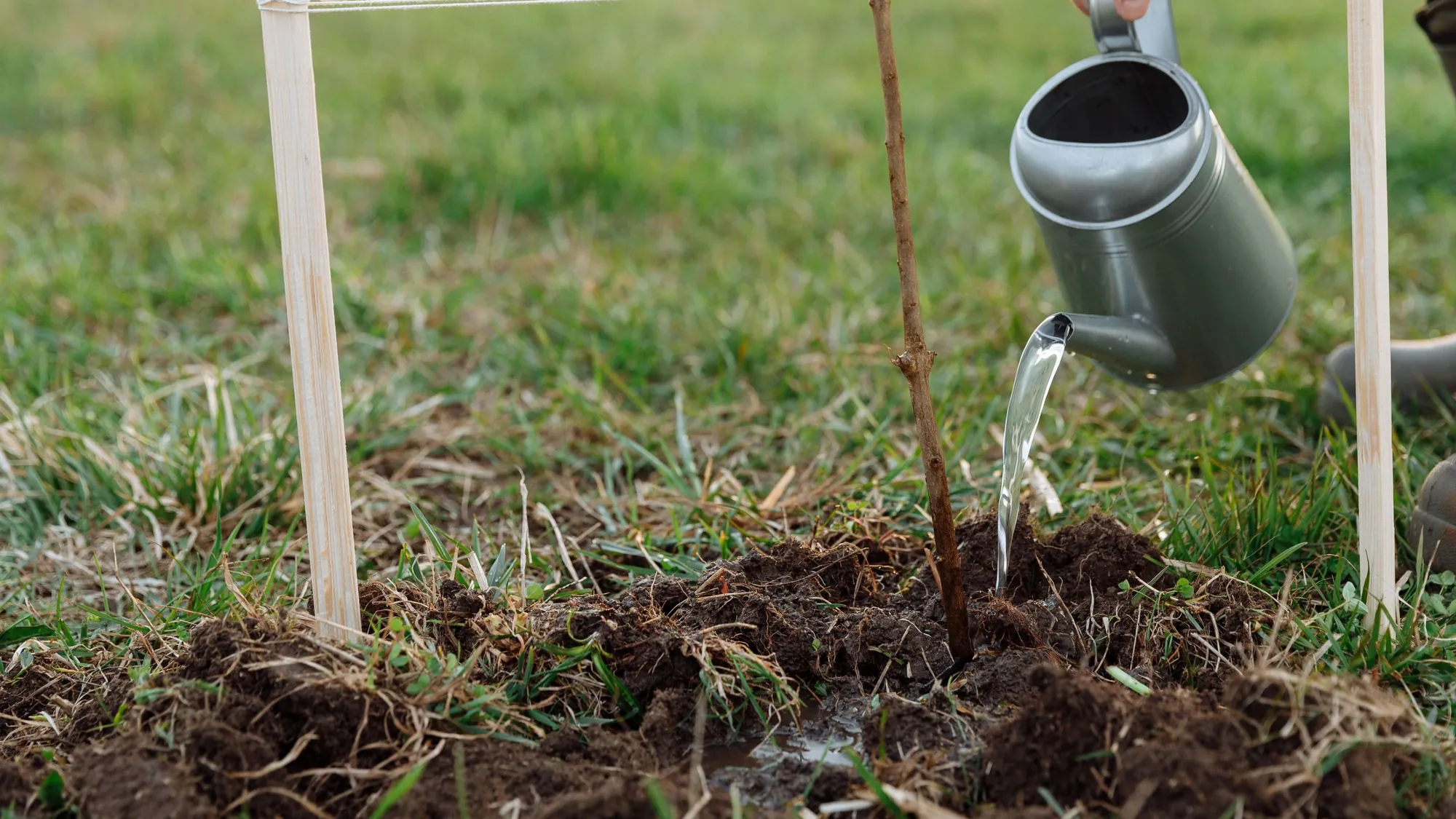 Watering in a newly planted, staked young tree