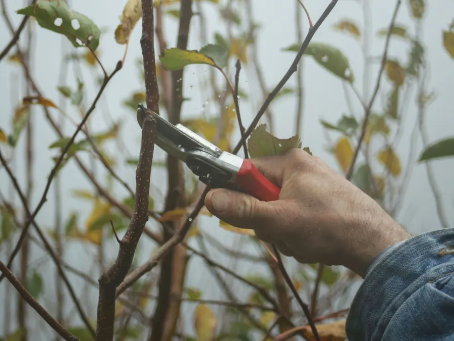 Hand pruners cutting a branch